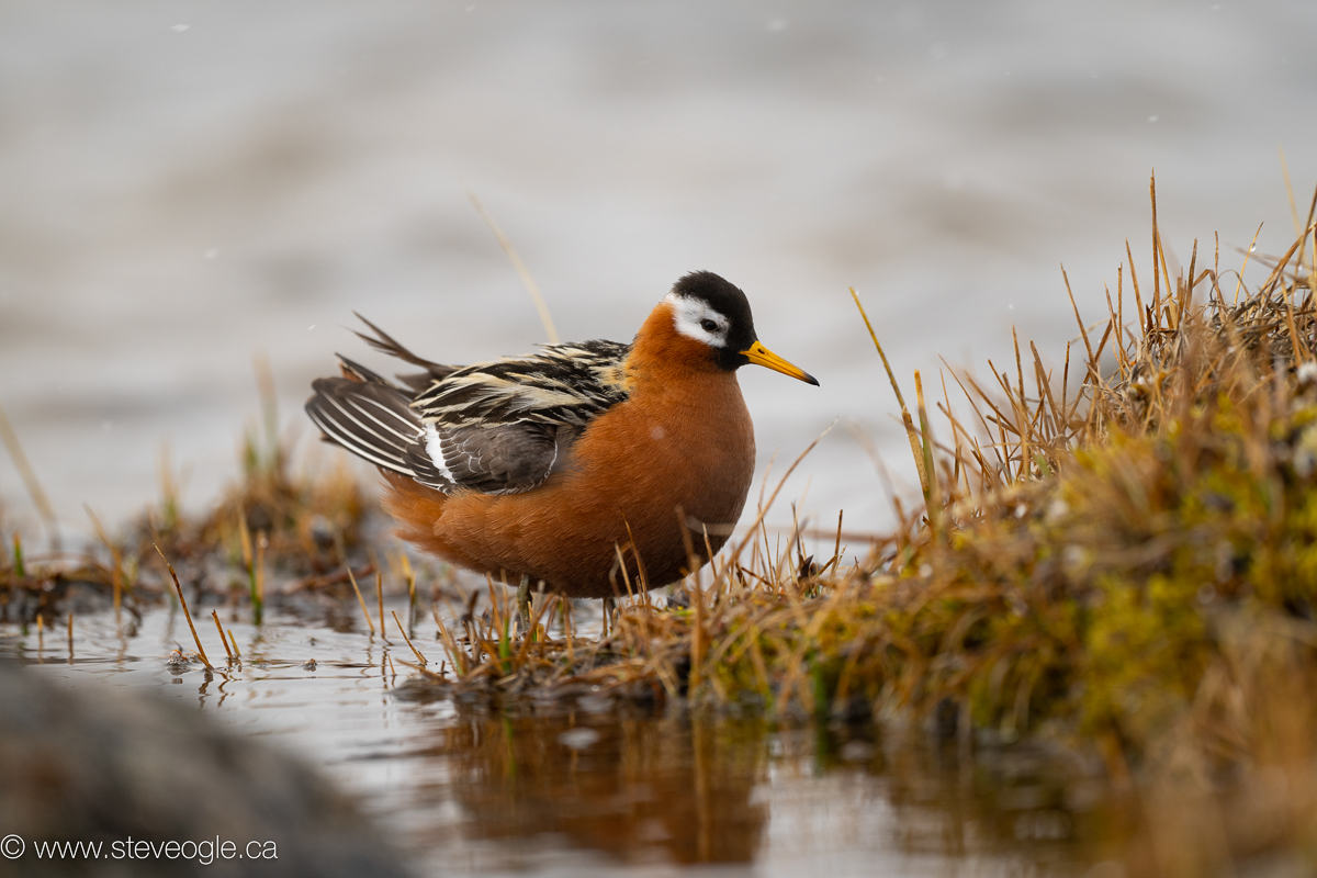 Red Phalarope