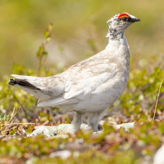 Rock Ptarmigan