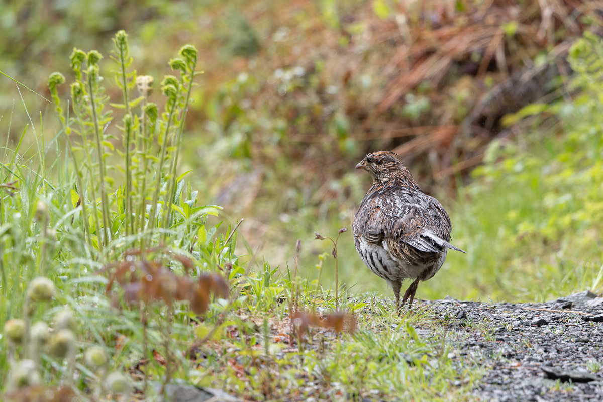 Ruffed Grouse in Terra Nova National Park