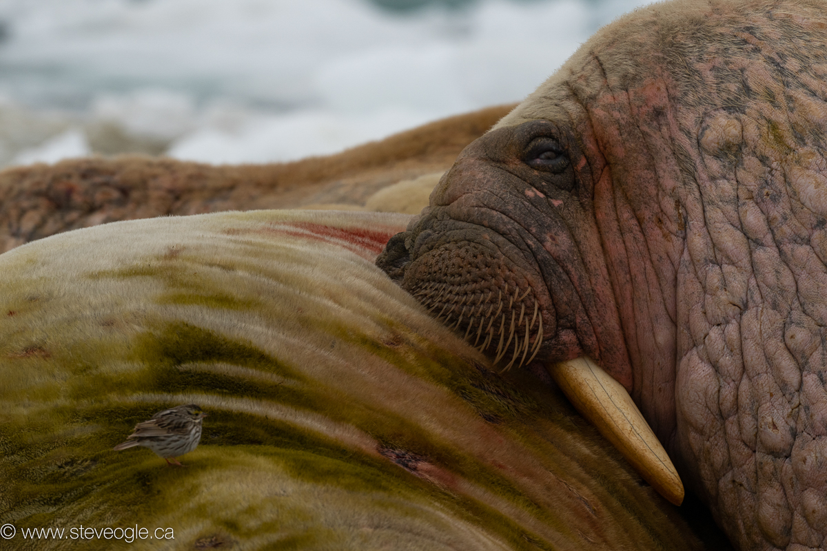 Savannah Sparrow on Walrus