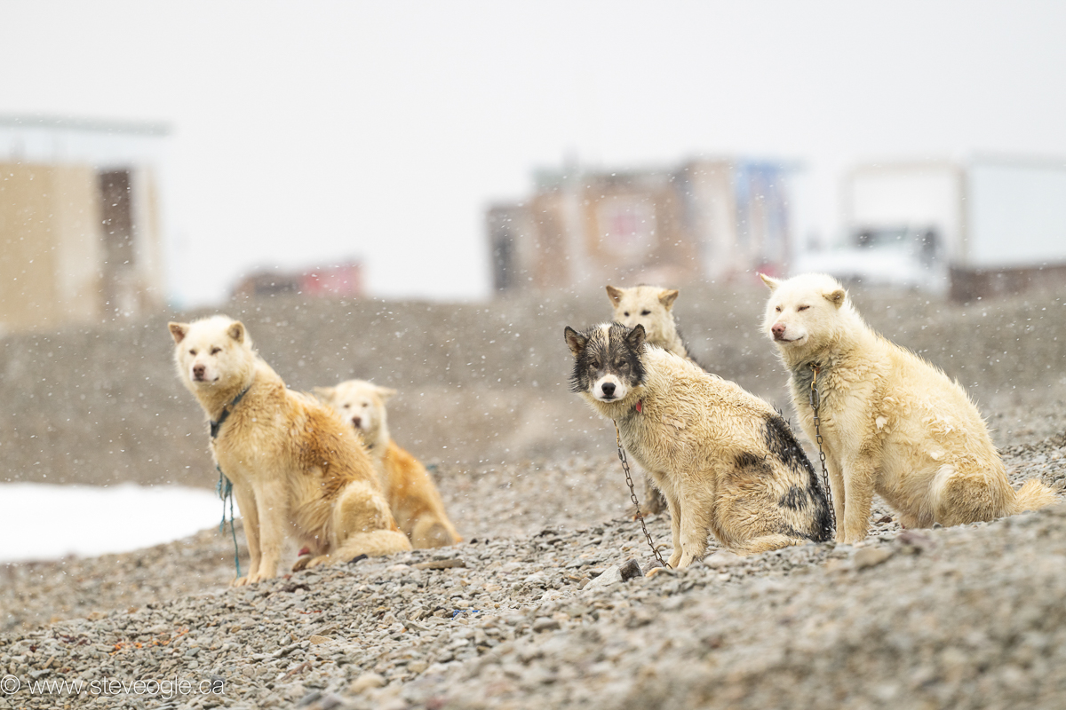 Sled dogs