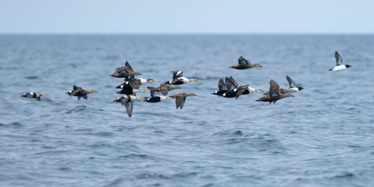 Narwhals & Polar Bears: Pond Inlet Trip Report Jun 14 - 21, 2023