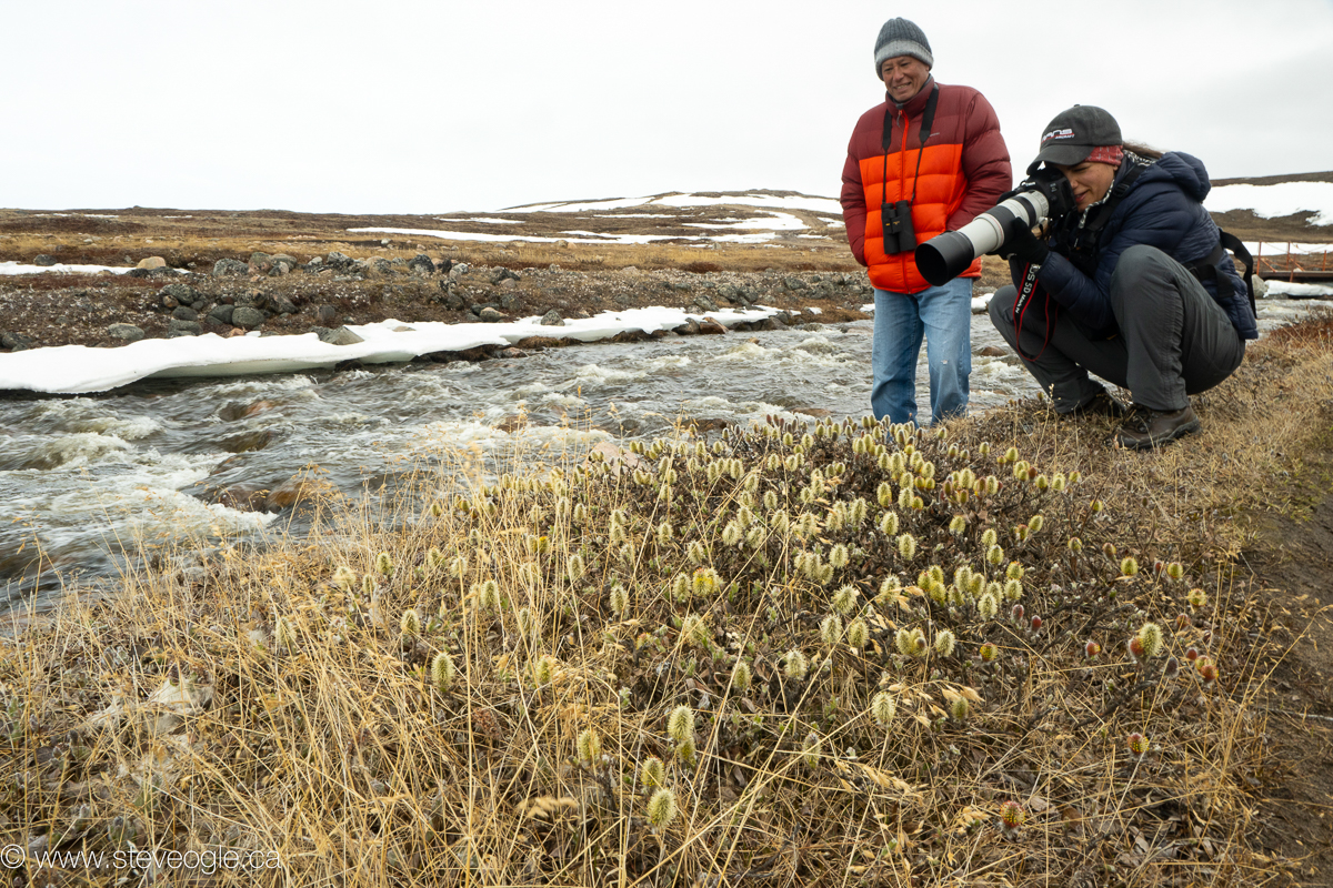 Photography in the arctic