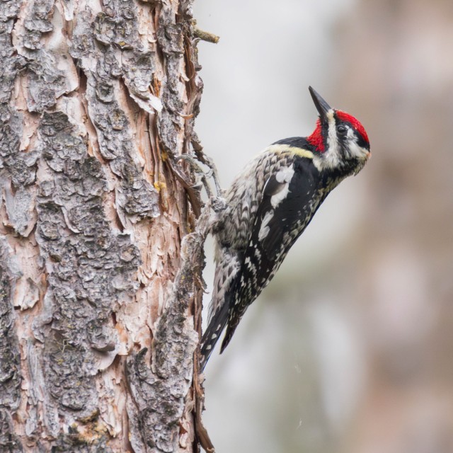 Yellow-bellied Sapsucker