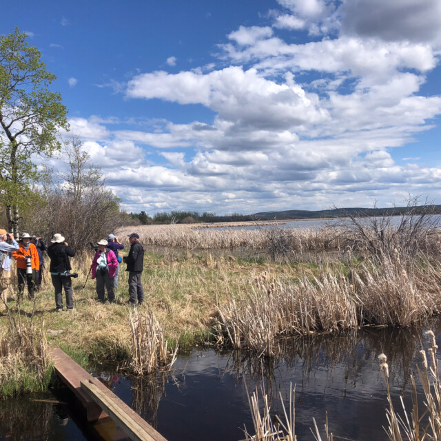 Birding in the Peace Region