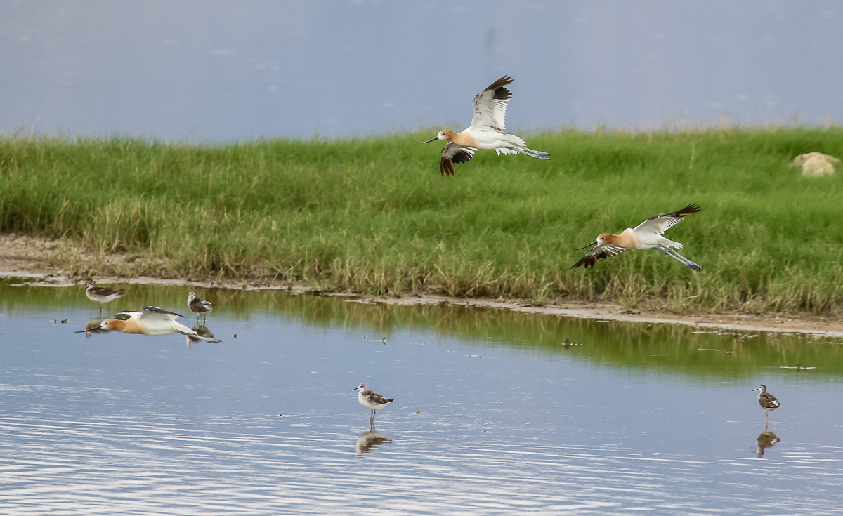 American Avocets