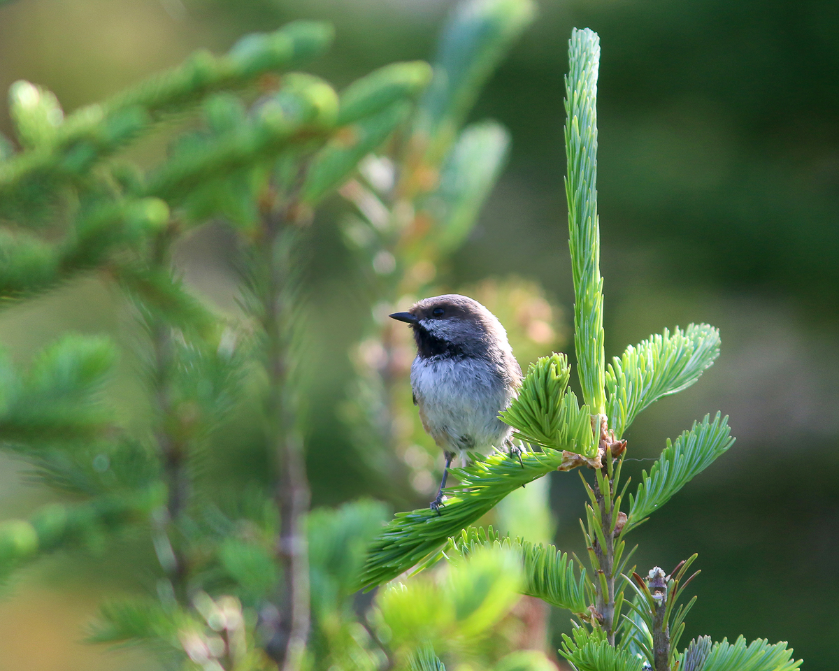 Boreal Chickadee in Newfoundland