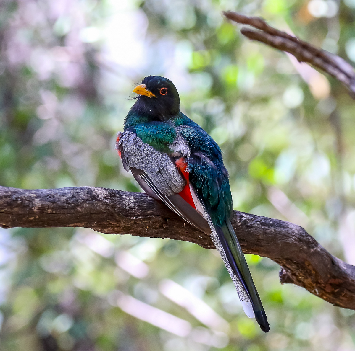 Elegant Trogon