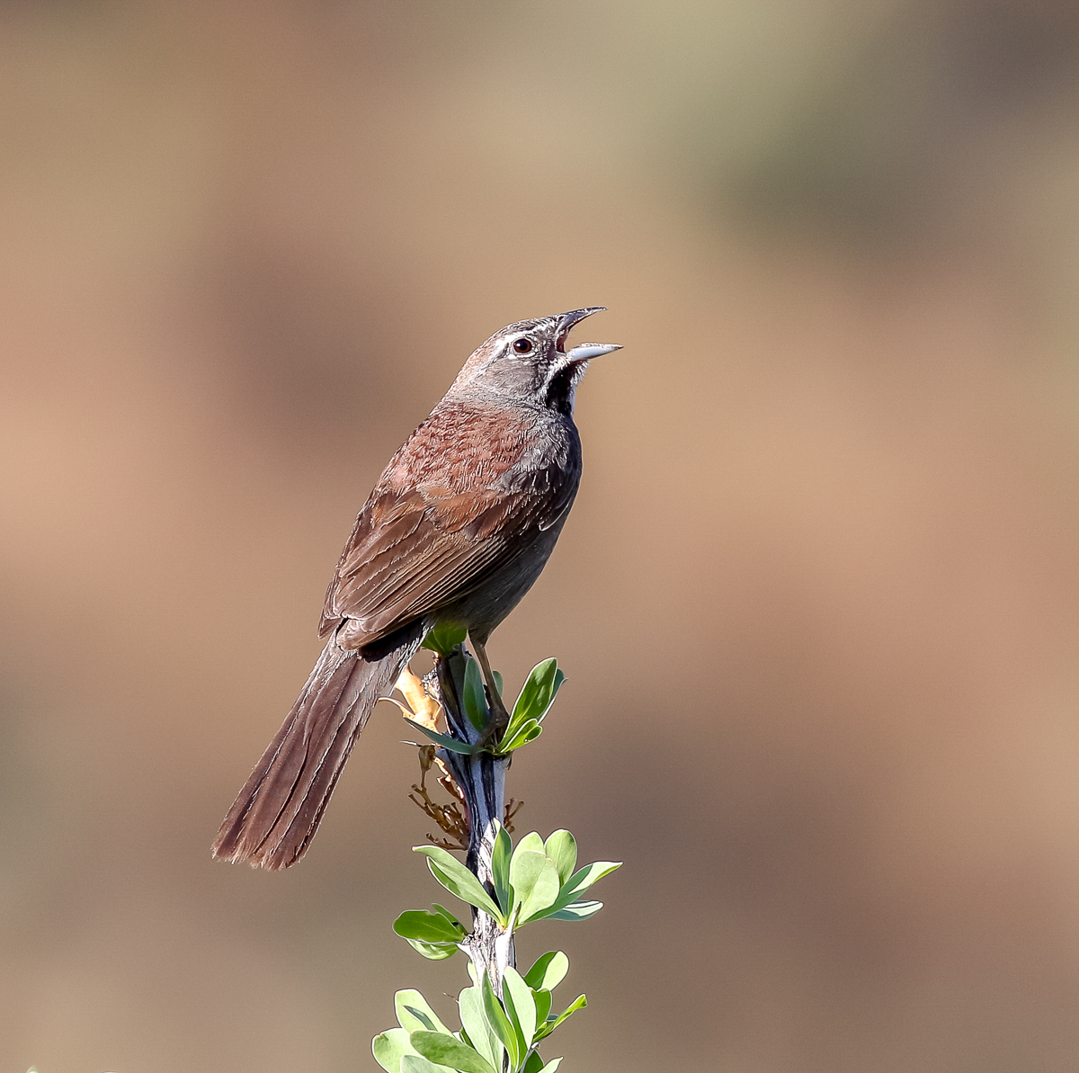 Five-striped Sparrow