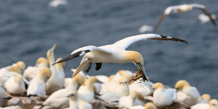 Grand Newfoundland Trip Report (Jun 17 - 28, 2023)