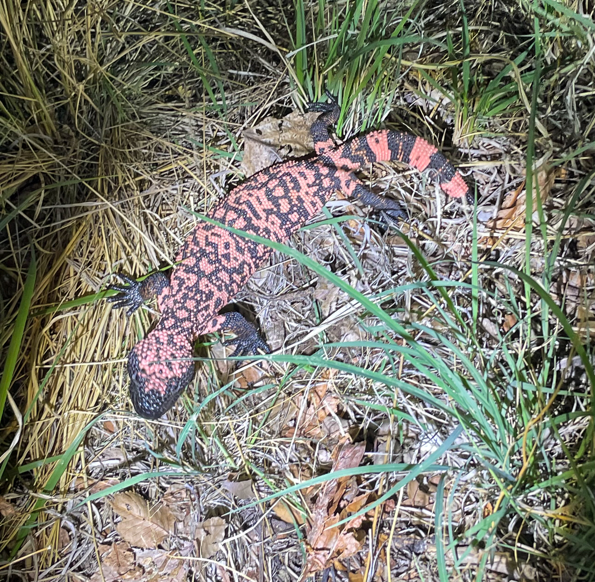 Gila Monster in Arizona