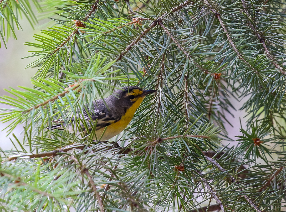 Grace's Warbler