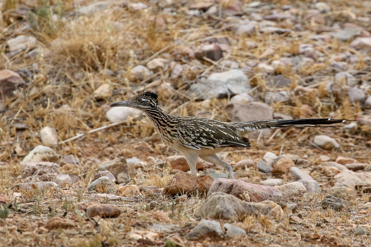 Greater Roadrunner