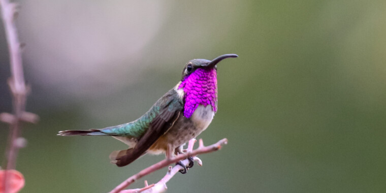 Southeast Arizona: Summer in the Sky Islands Trip Report 2023