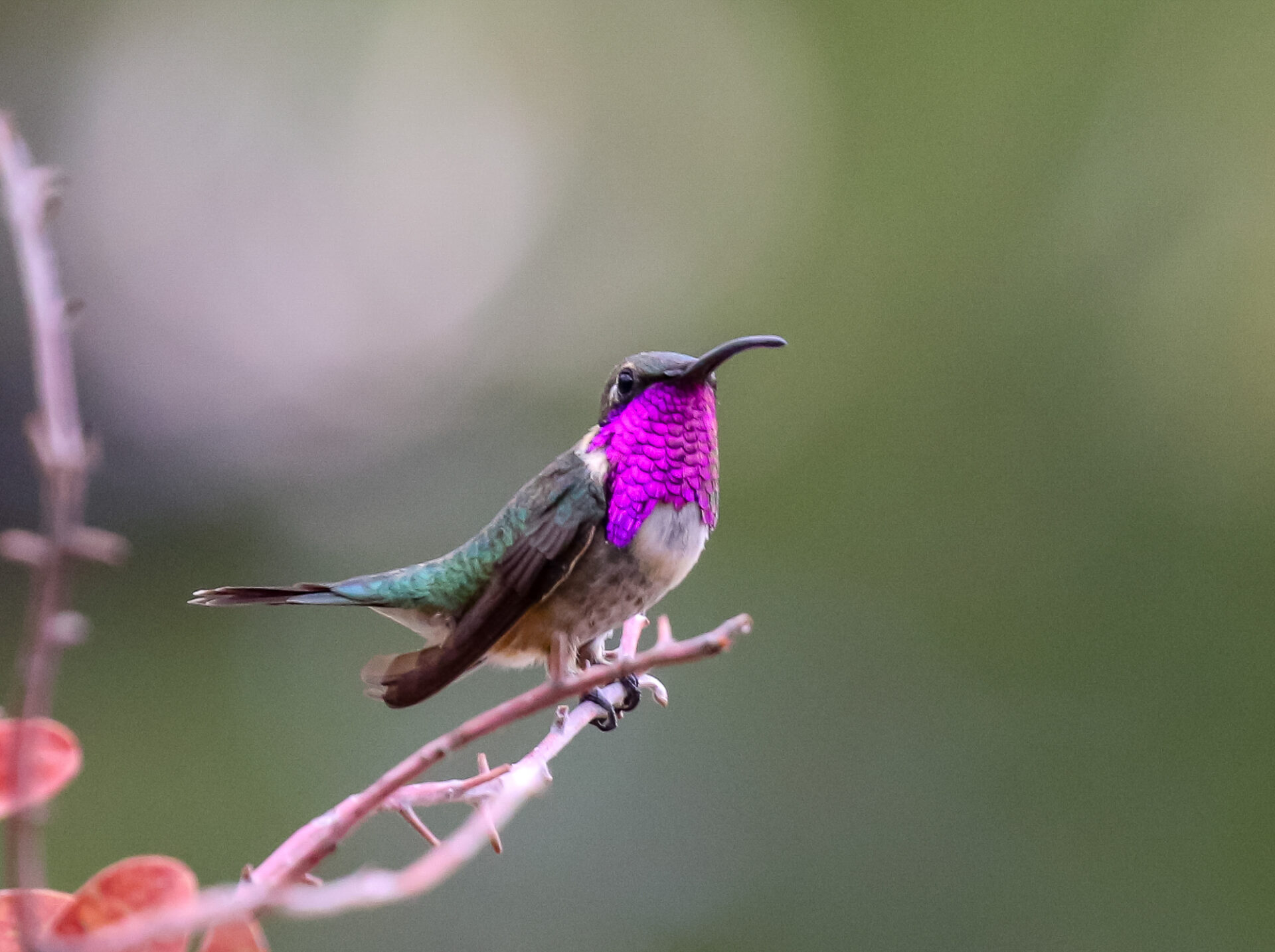 Southeast Arizona Trip: Arizona Hummingbird Species. Chiricahua 