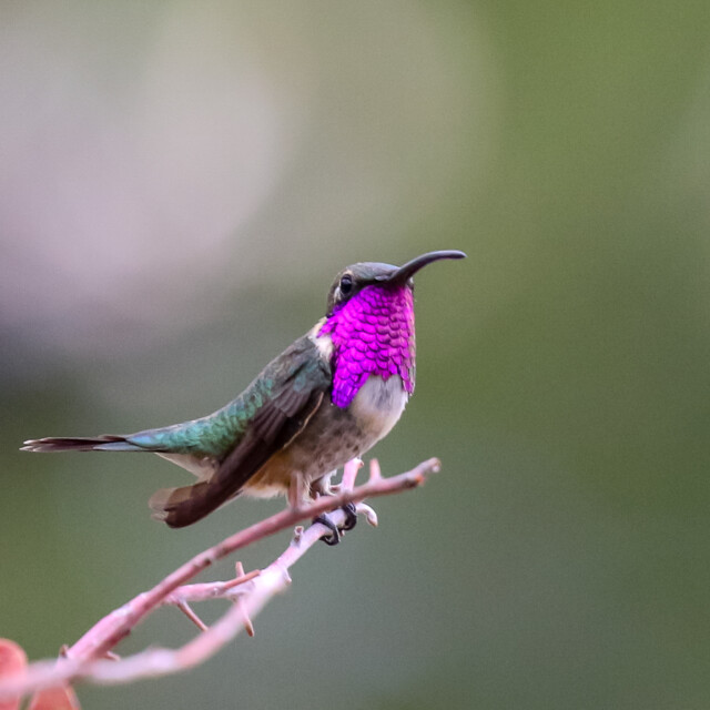 Lucifer Hummingbird