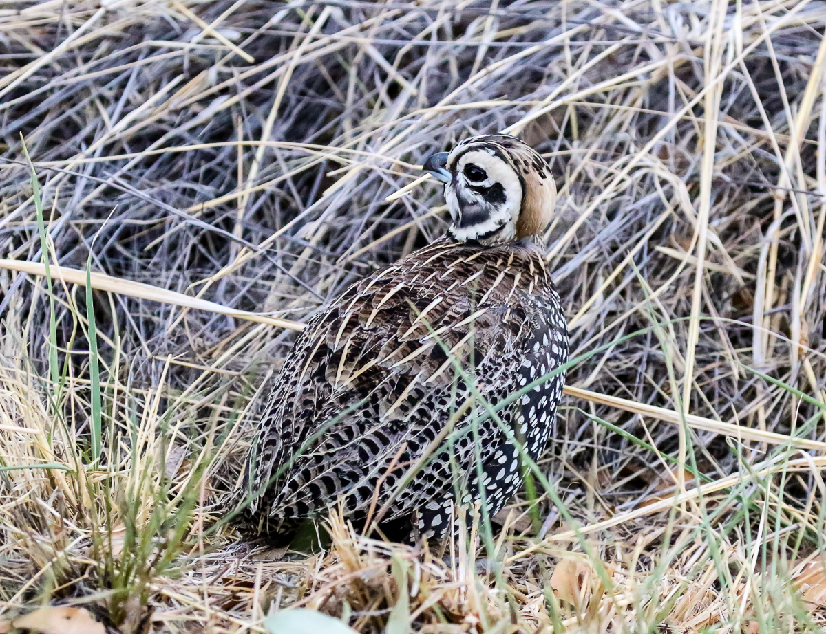 Montezuma Quail