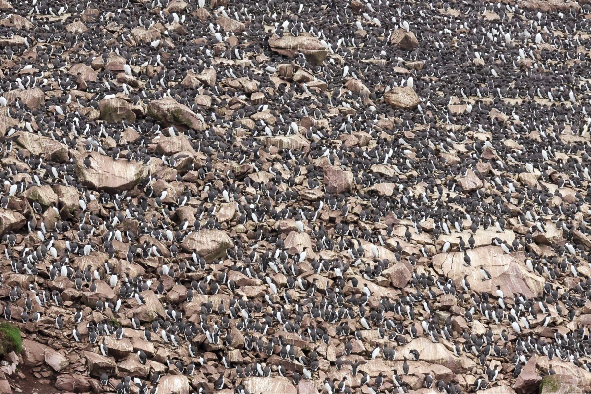 Witless Bay Murre Colony, Newfoundland
