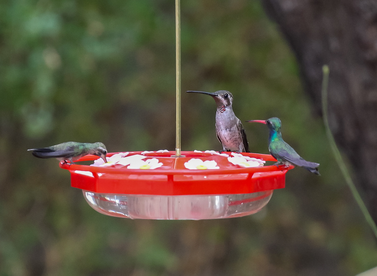 Plain-capped Starthroat