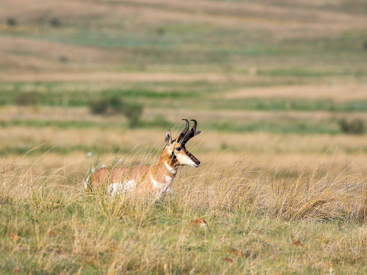 Pronghorn in Arizona