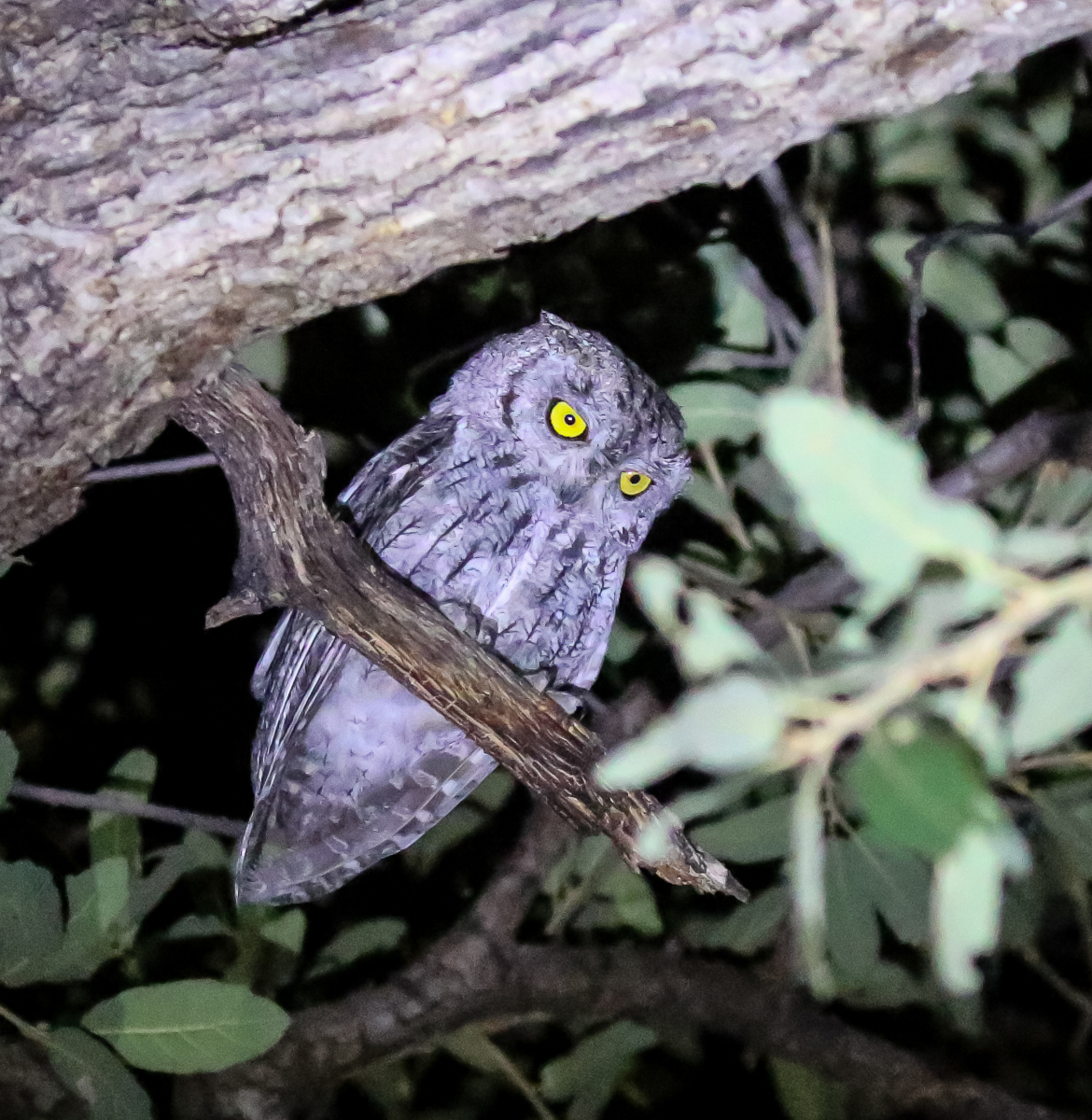 Western Screech-Owl