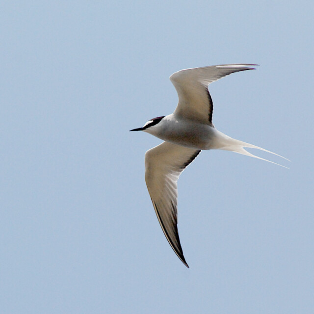 Aleutian Tern (Onychoprion aleuticus)