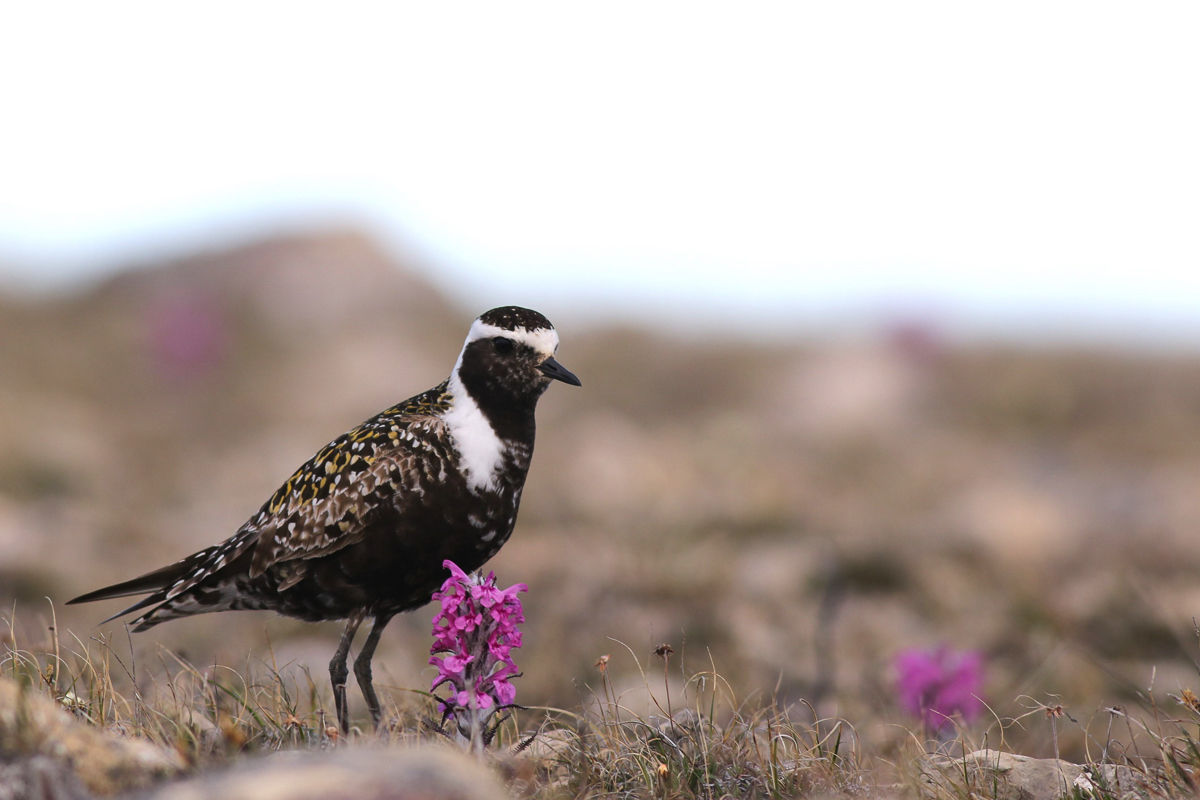 American Golden Plover