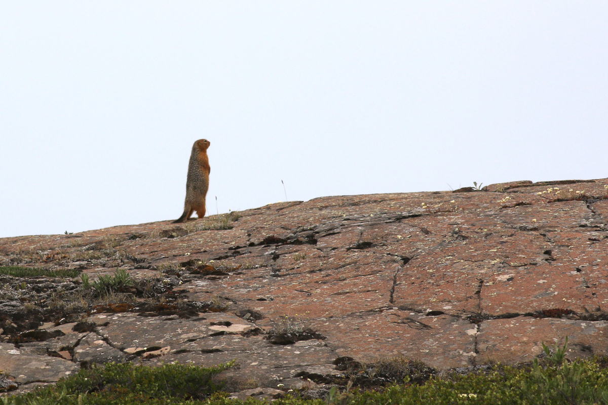 Arctic Ground Squirrel