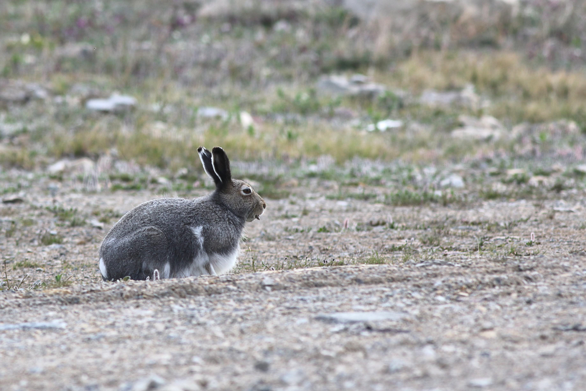Arctic Hare 