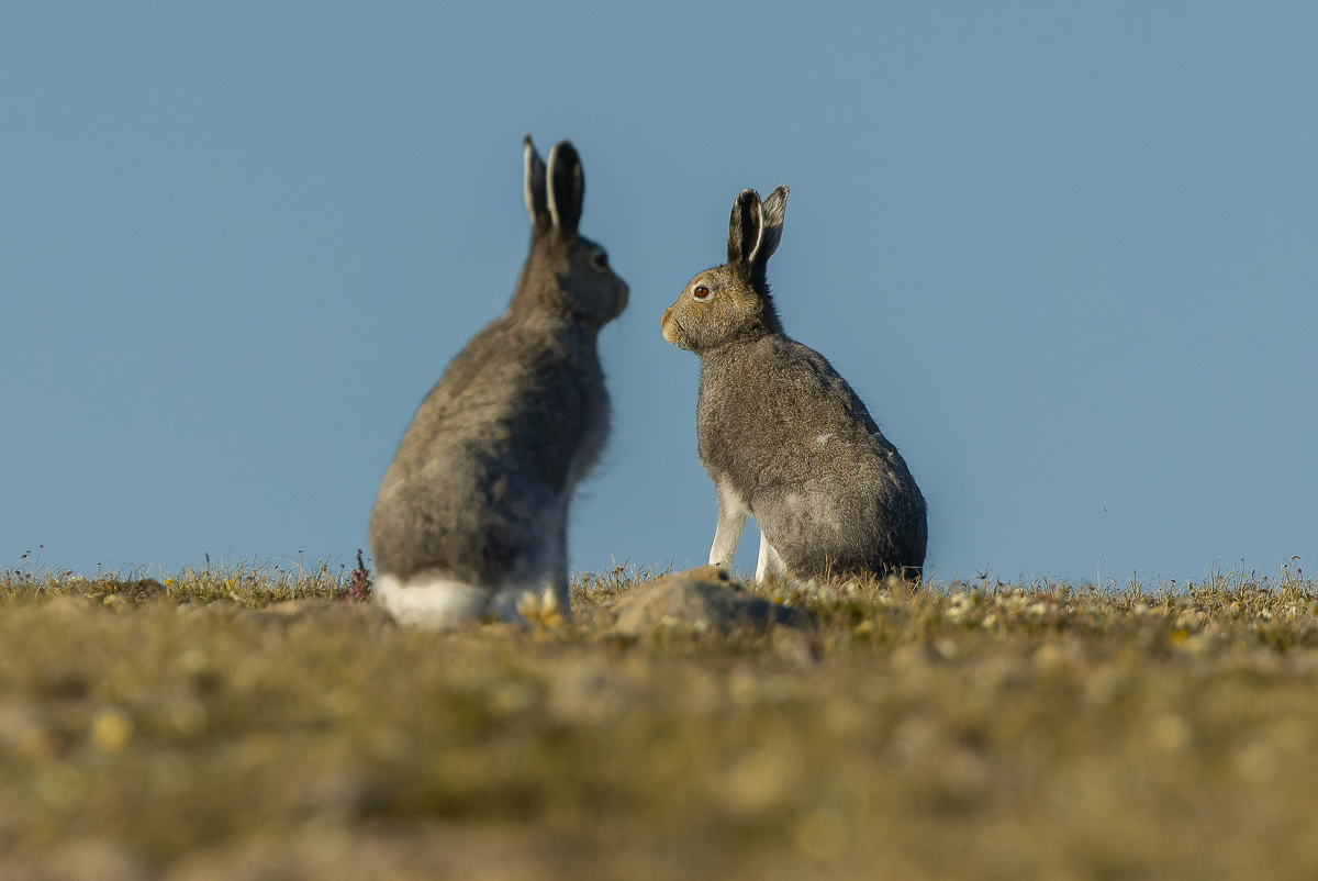 Arctic Hare