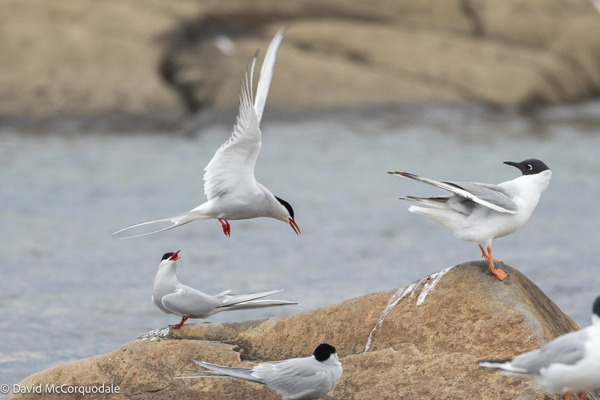 Arctic Tern 