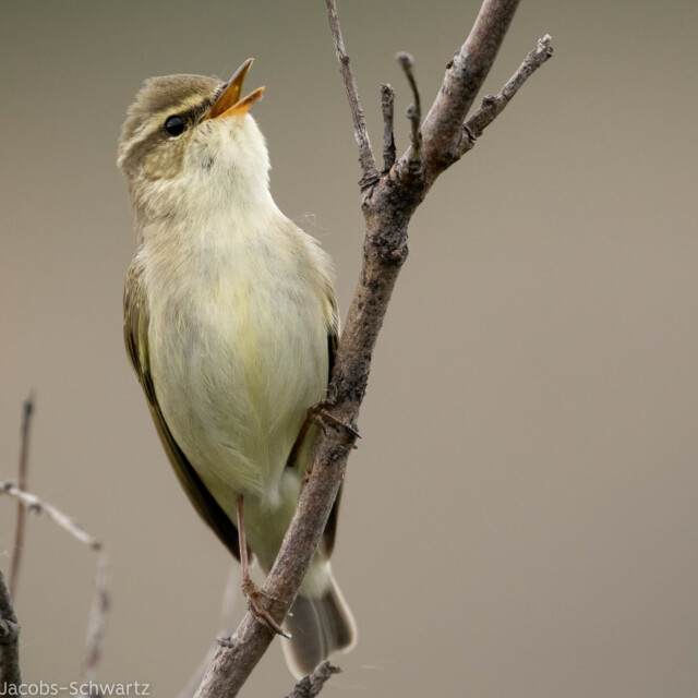 Arctic Warbler