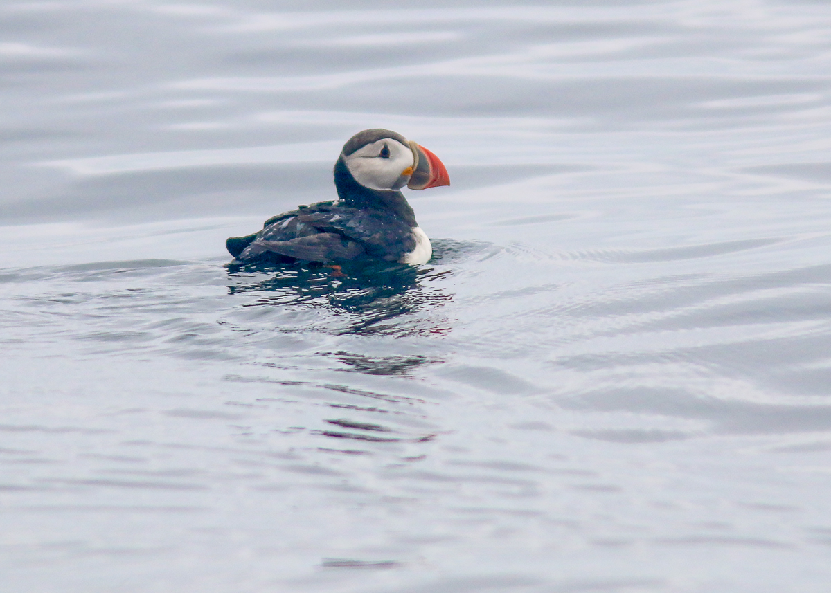 Atlantic Puffin
