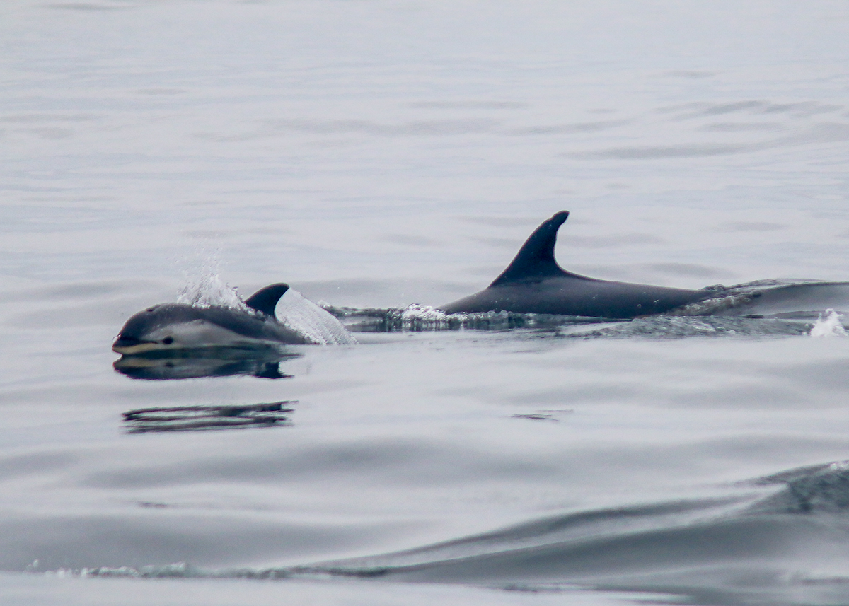 Atlantic White-sided Dolphin