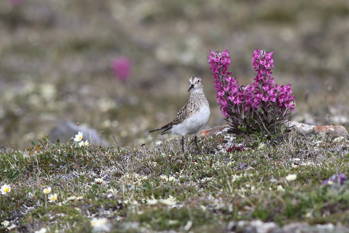 Baird's Sandpiper