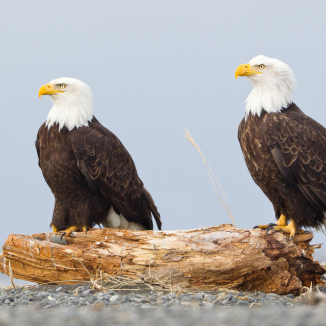 Bald Eagles