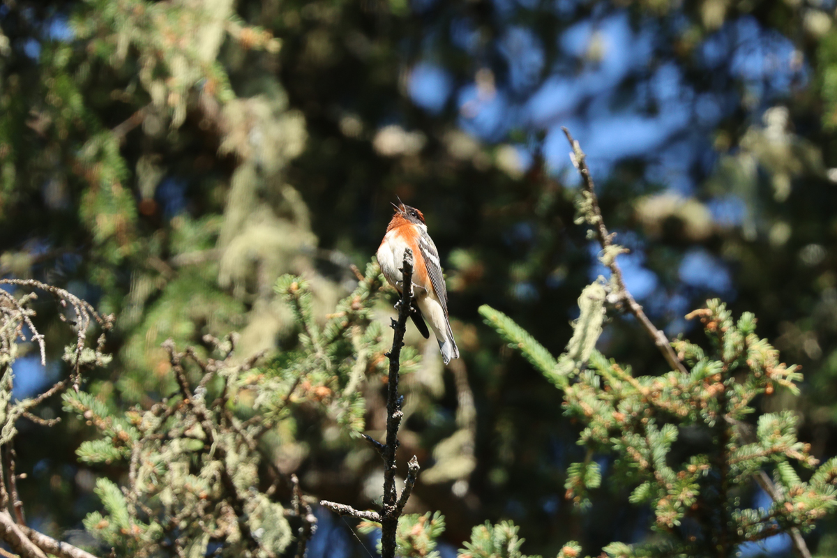 Bay-breasted Warbler