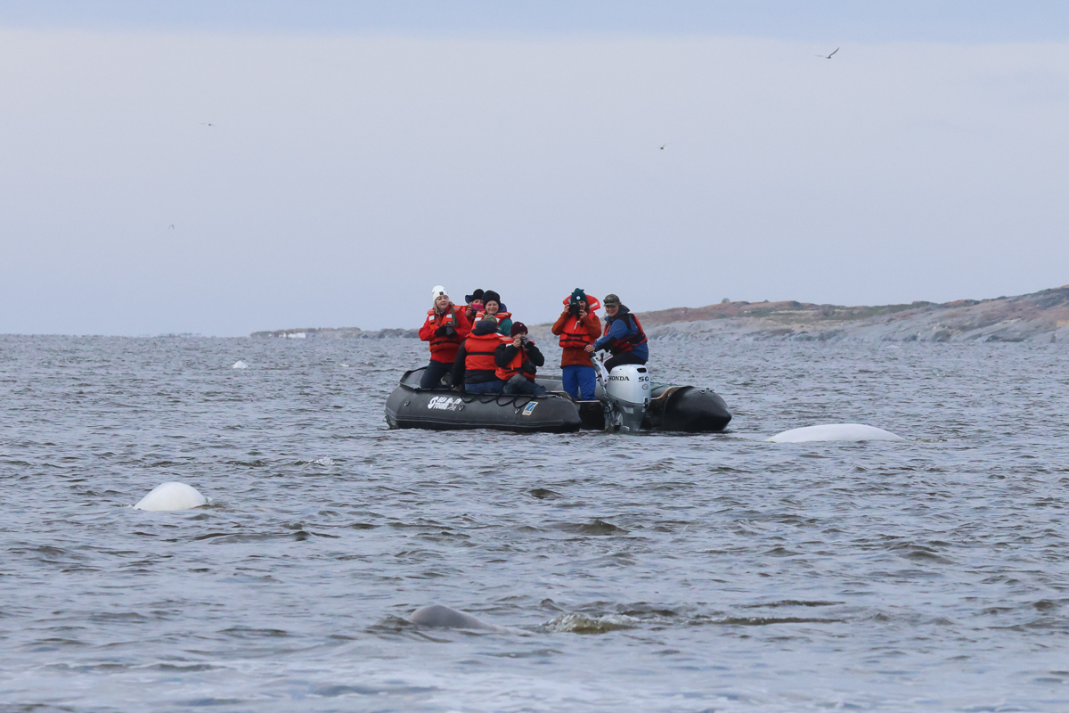 Watching belugas from boat