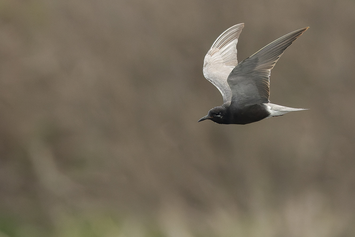 Black Tern