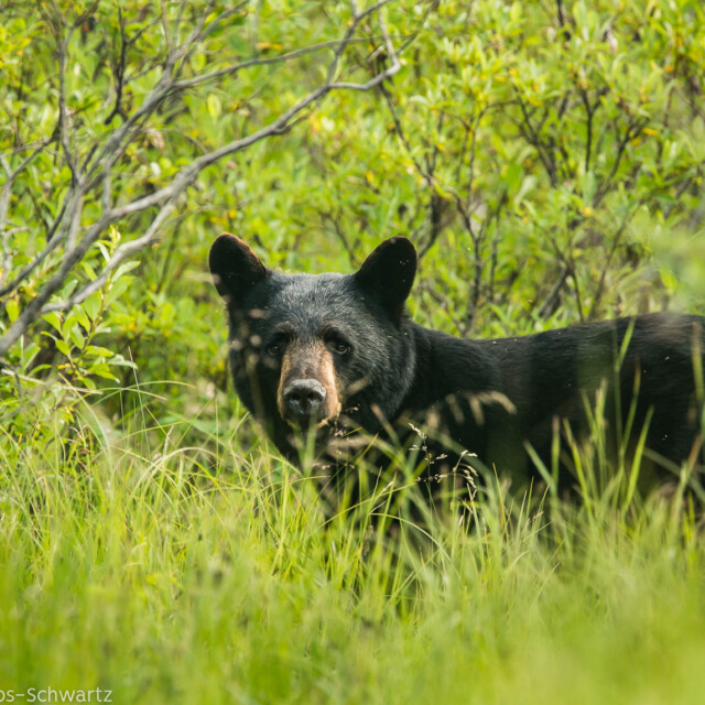 Black bear