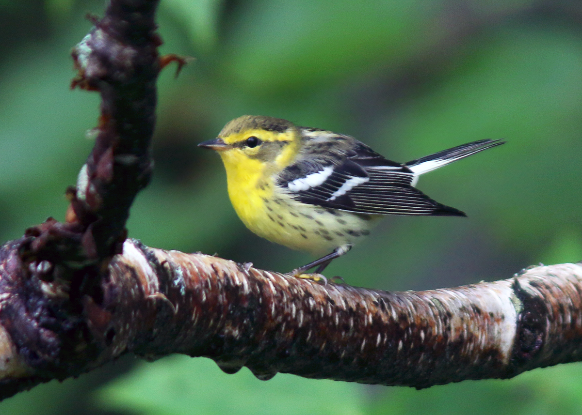 Blackburnian Warbler