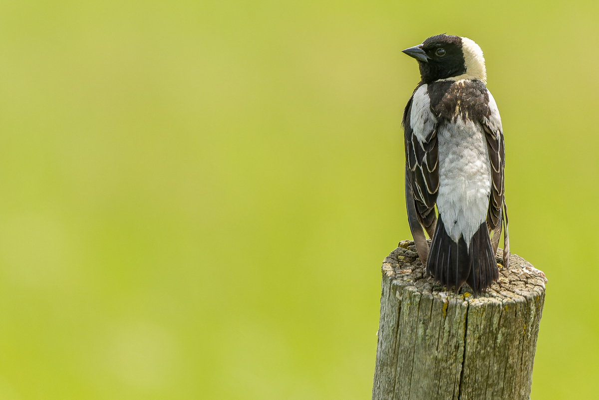 Bobolink