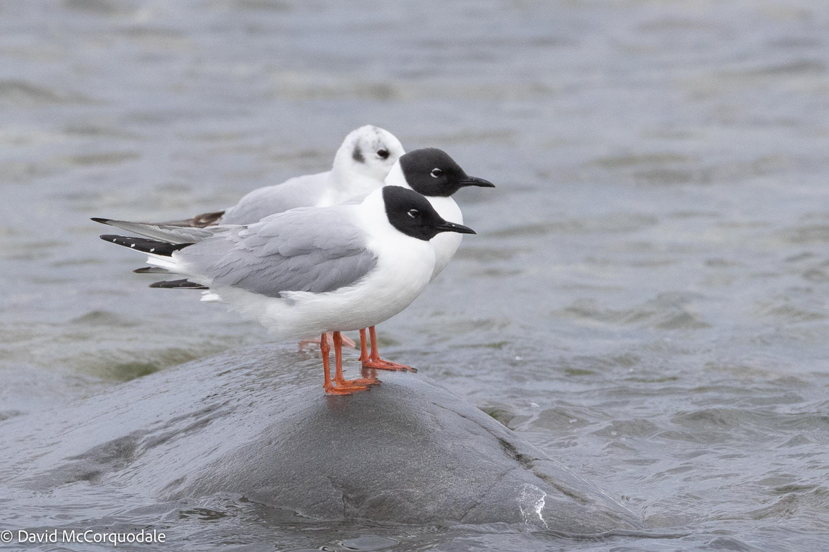 Bonaparte's Gulls