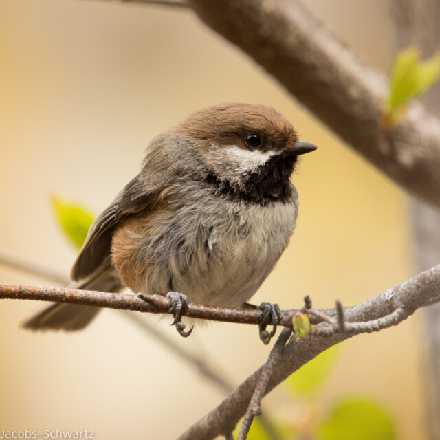 Boreal Chickadee