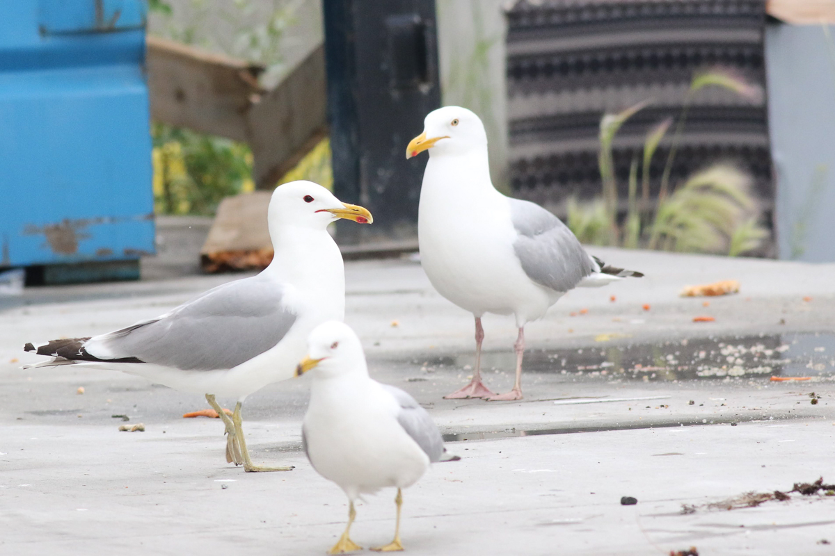 California, Herring, and Ring-billed gulls