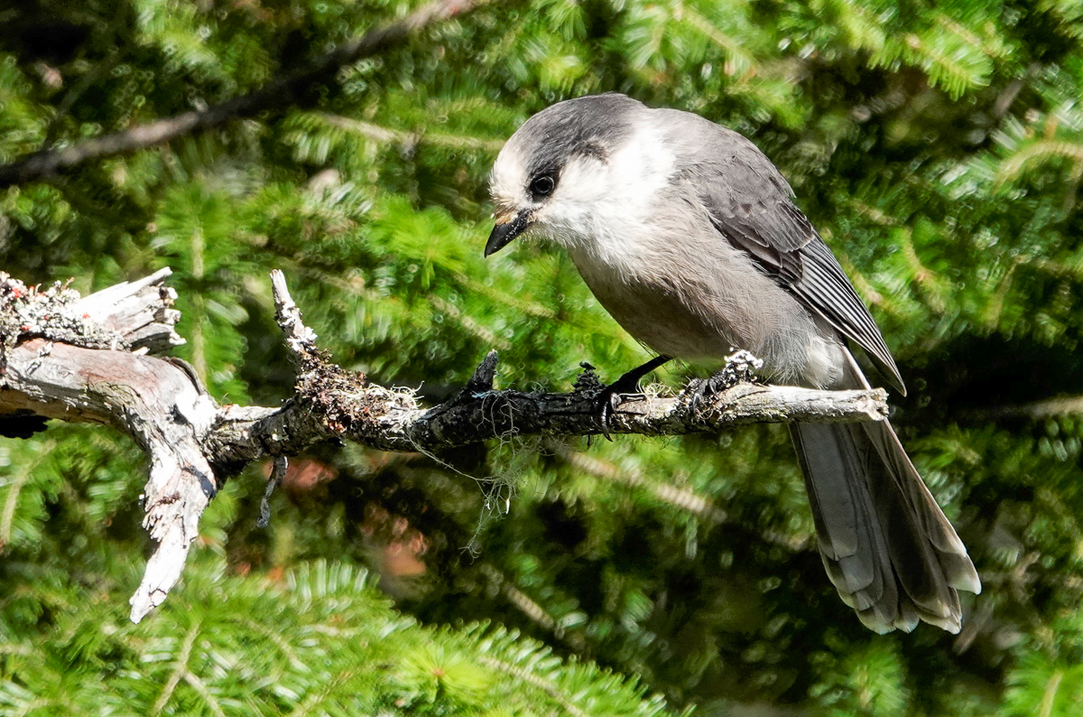 Canada Jay