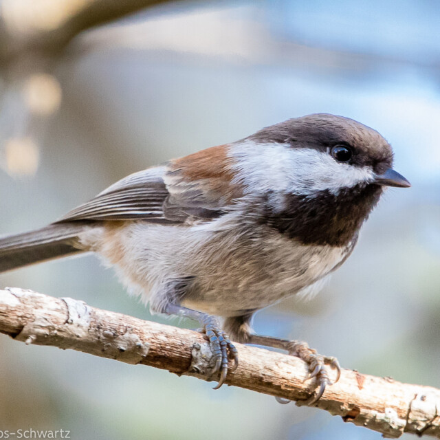 Chestnut-backed Chickadee