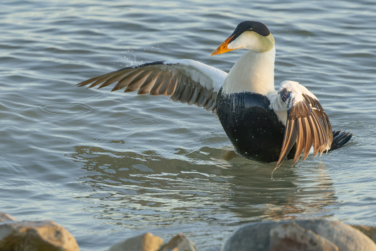 Common Eider