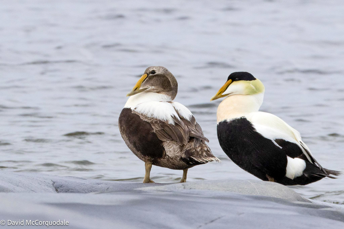 Common Eiders