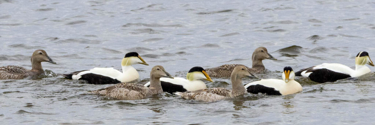 Churchill & Southern Manitoba 2023 Trip Report